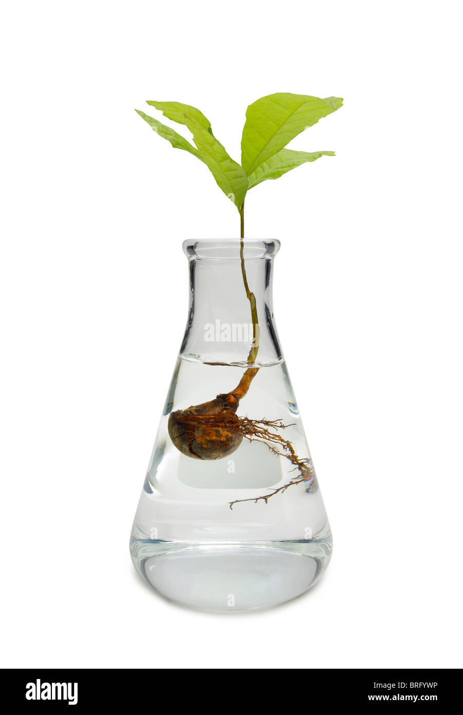 Oak sapling in a beaker Stock Photo