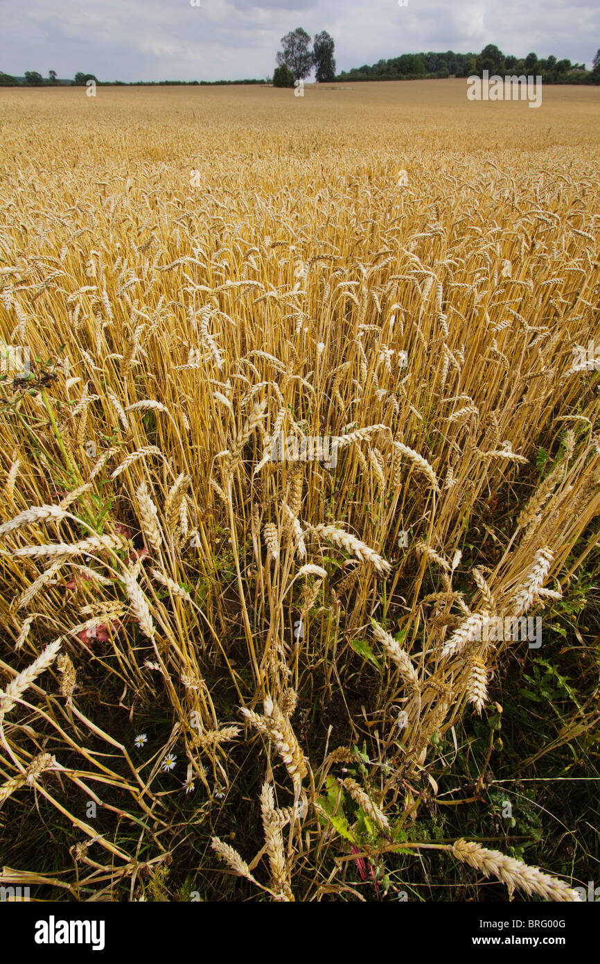 crops wheat cornfield farming agriculture field spring green food property real estate