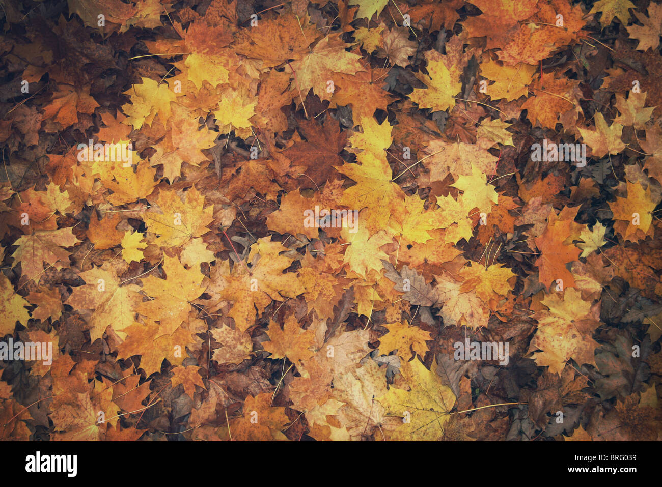 autumn leaves on the ground Stock Photo - Alamy