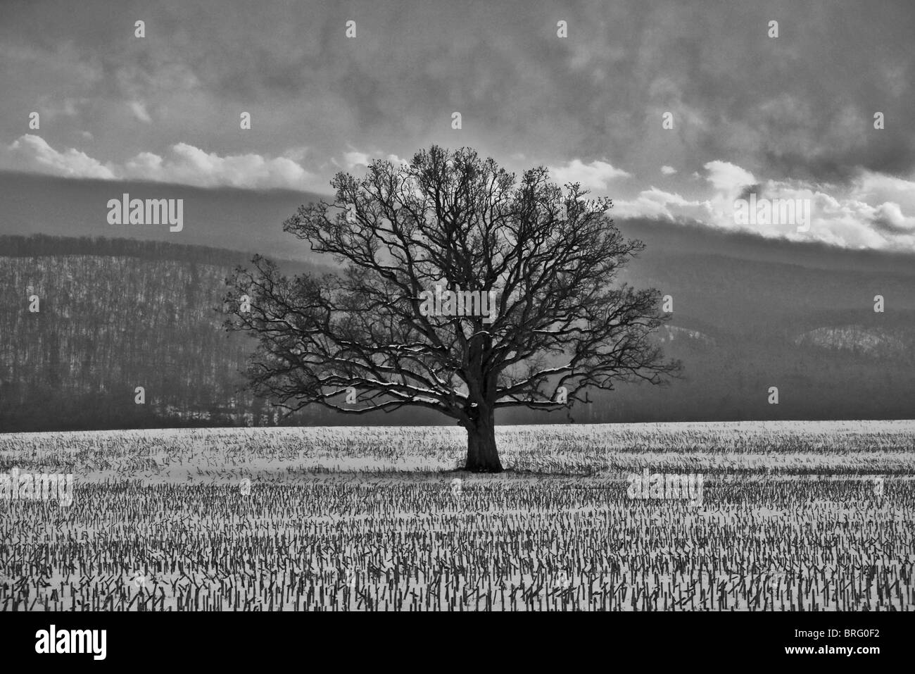 Black and white large tree hi-res stock photography and images - Alamy