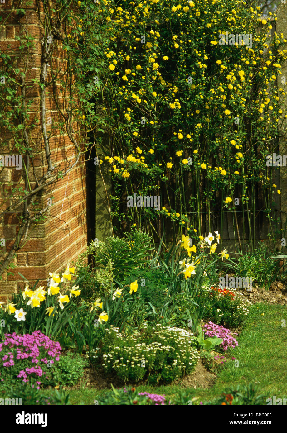 Corner of brick house with yellow daffodils and pink aubretia growing