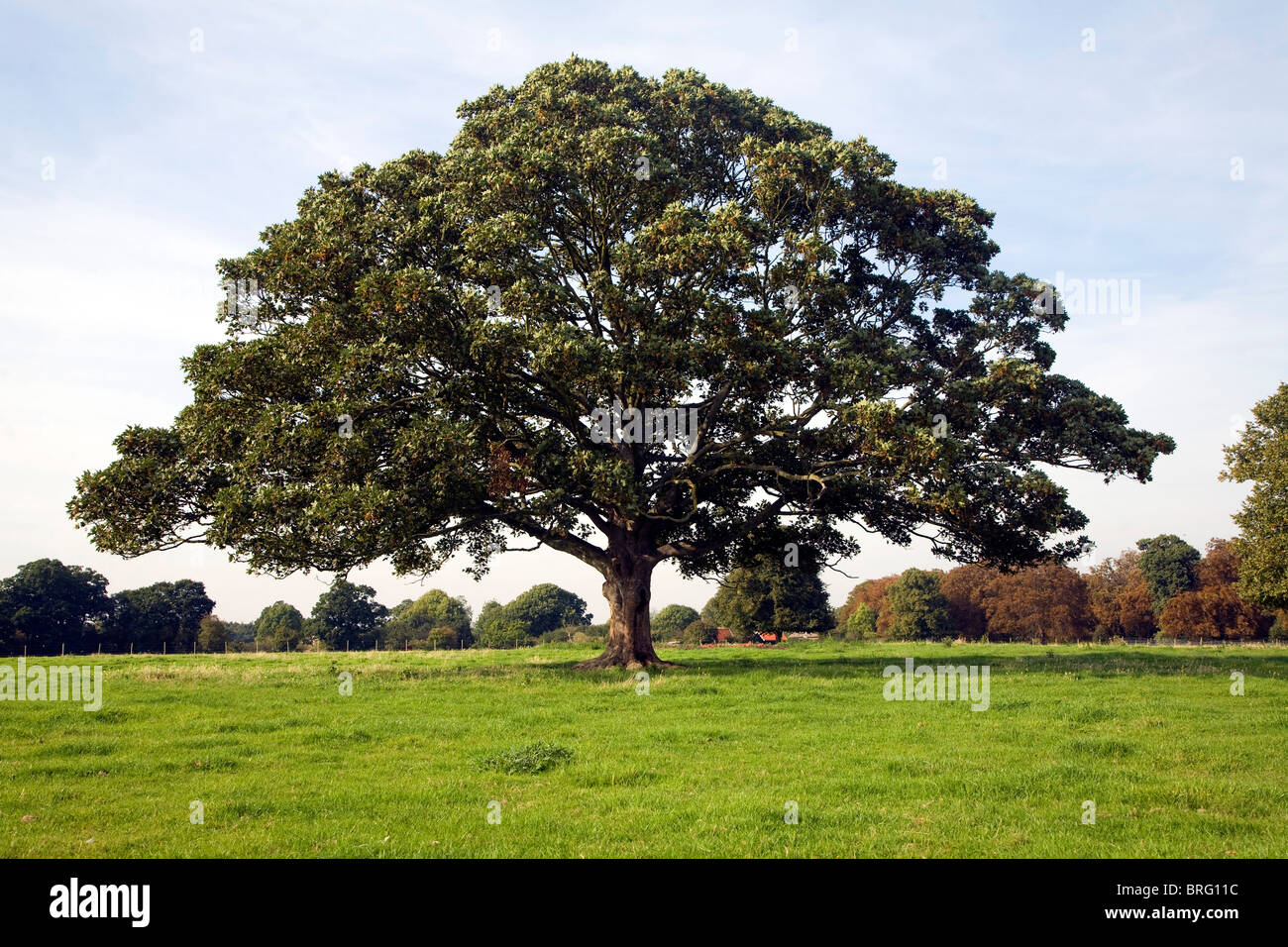Sycamore tree uk hires stock photography and images Alamy