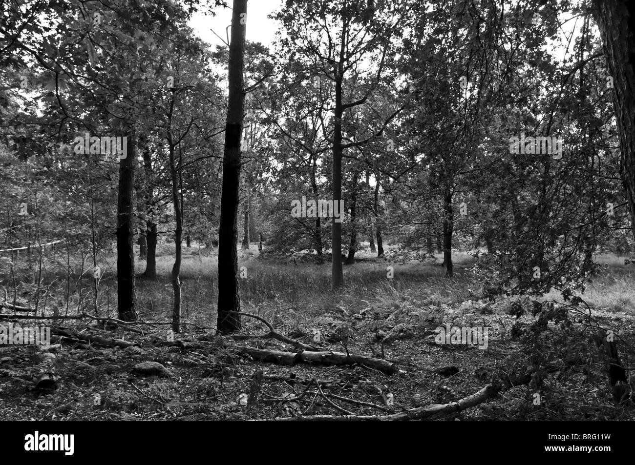 Schwarzes Wasser Black Water is a swampland near by Wesel city North Rhine-Westphalia Germany Stock Photo