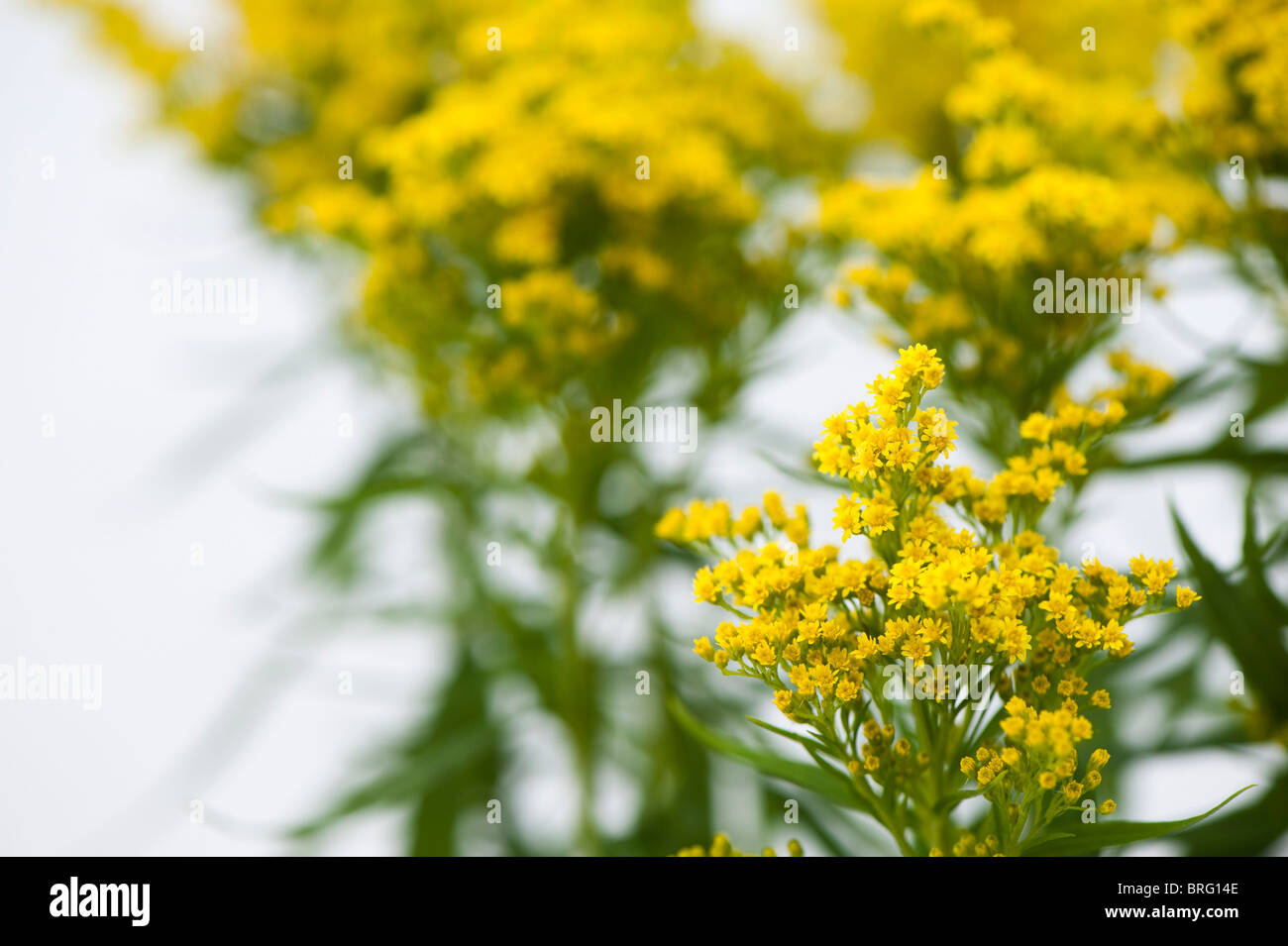 Goldenrod, Solidago ‘Sweety’ in flower Stock Photo
