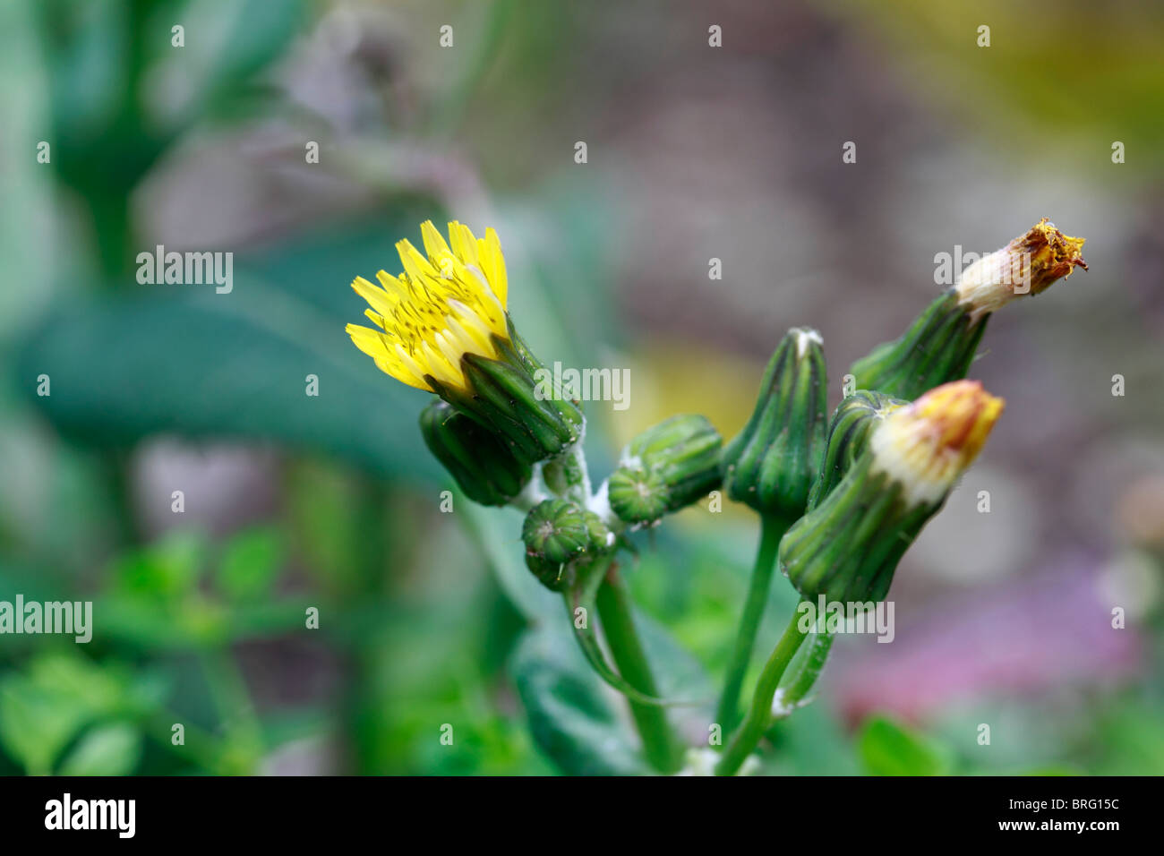 Common Dandelion, Taraxacum Officinale, a herb in both contexts, but usually regarded as a weed Stock Photo