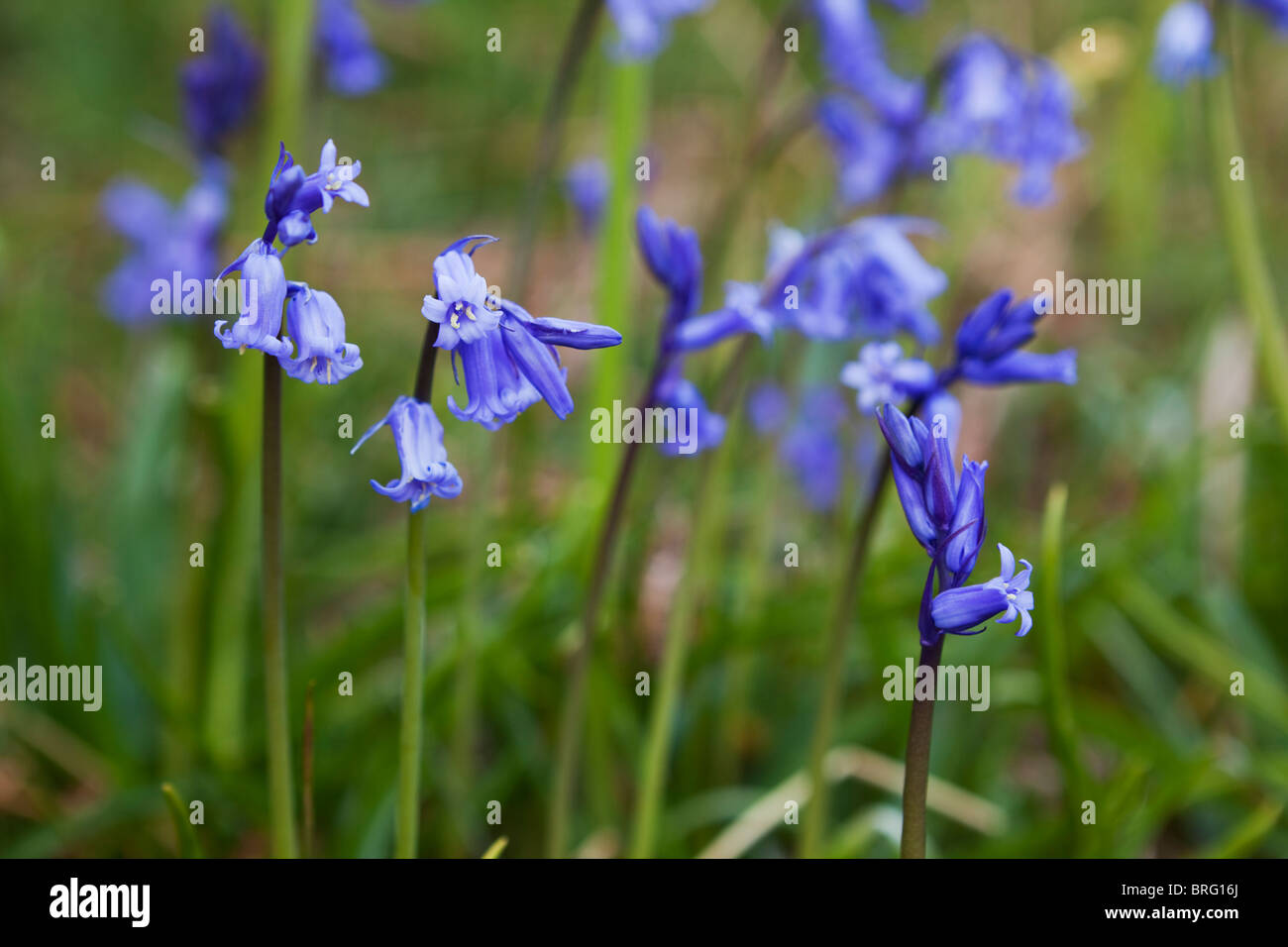 Close-up of the bluebells at Rannerdale, English Lake District Stock Photo