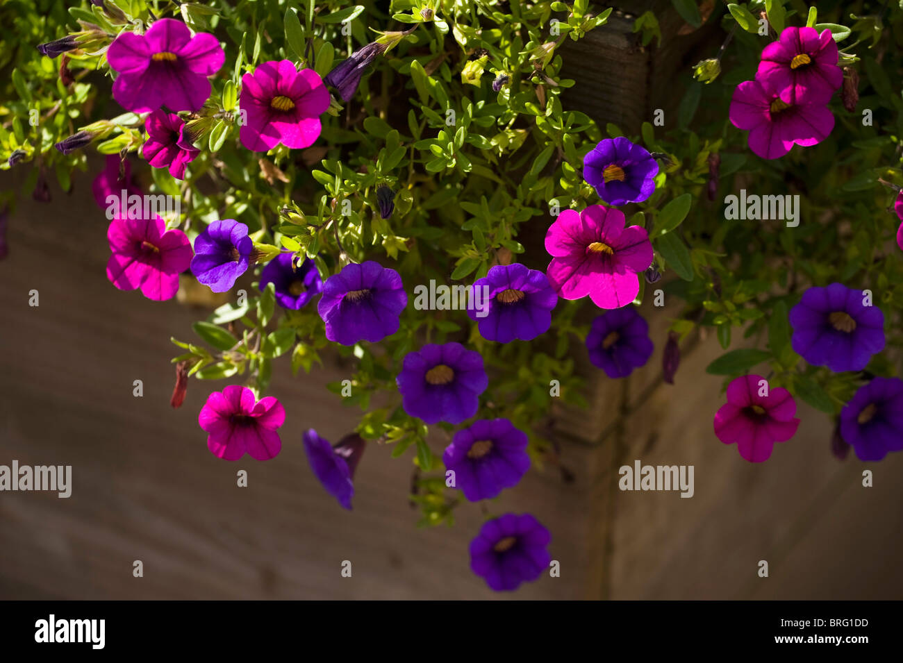 Colourful display of Petunias in a container Stock Photo Alamy