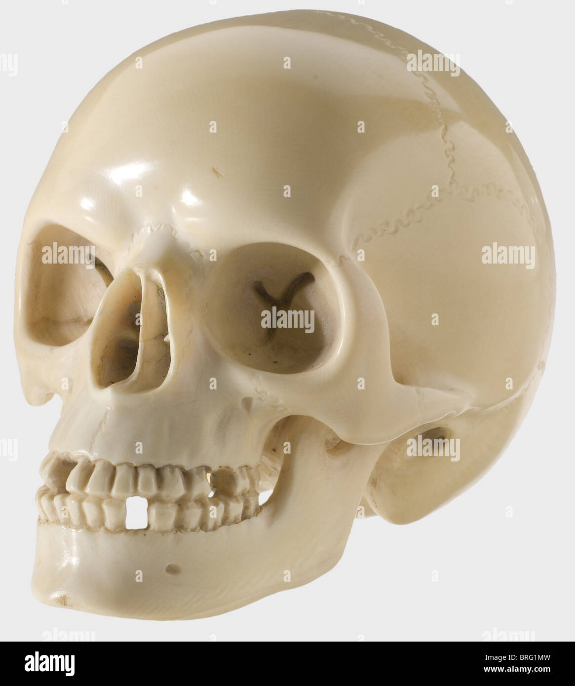 Anatomically correct hires stock photography and images Alamy