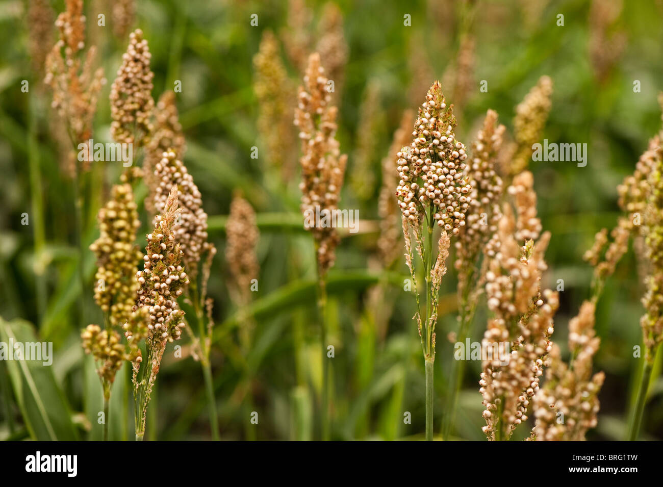 Sorghum bicolor 'Pink Kafir' growing at The Eden Project in Cornwall, United Kingdom Stock Photo