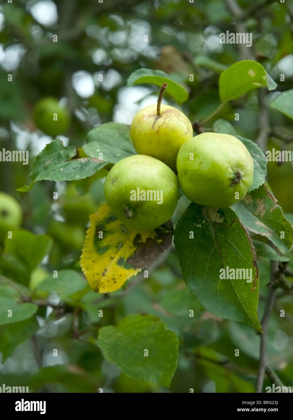 Wild Crab Apple High Resolution Stock Photography and Images Alamy