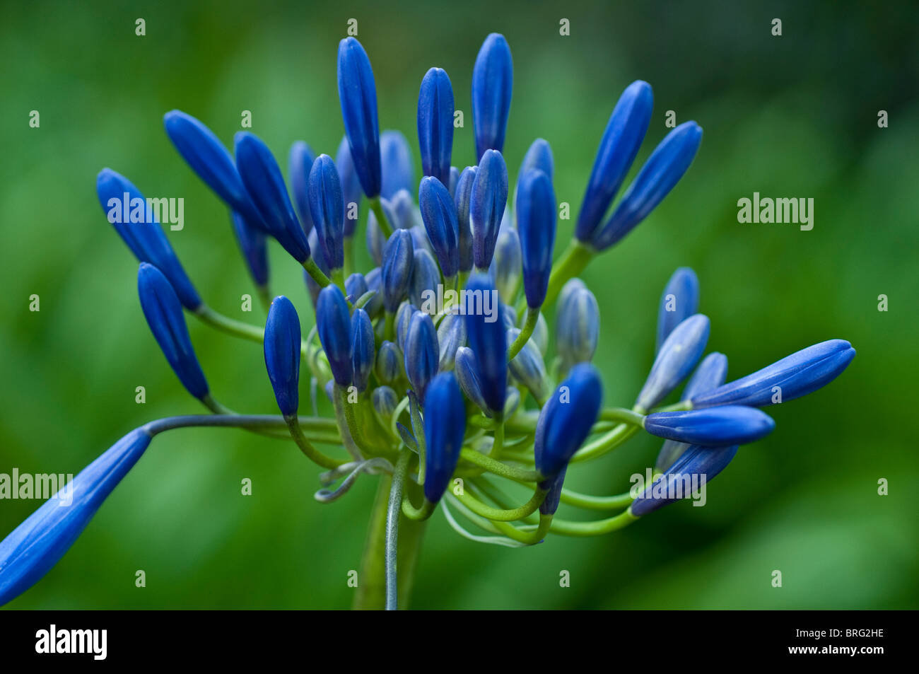 Agapanthus LOCH HOPE Stock Photo Alamy