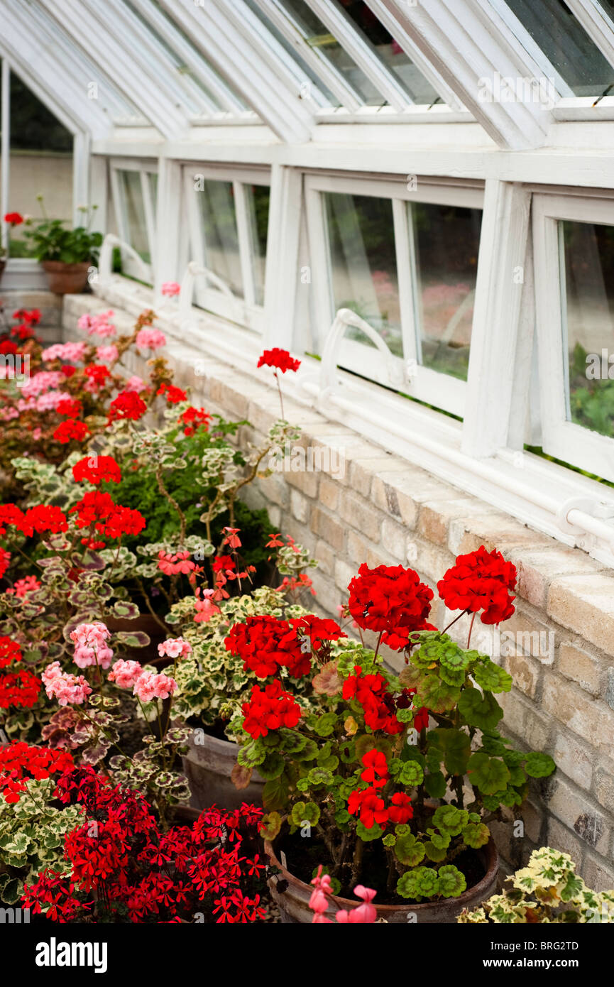 Zonal Pelargoniums, Geraniums, growing at The Lost Gardens of Heligan in Cornwall, United Kingdom Stock Photo