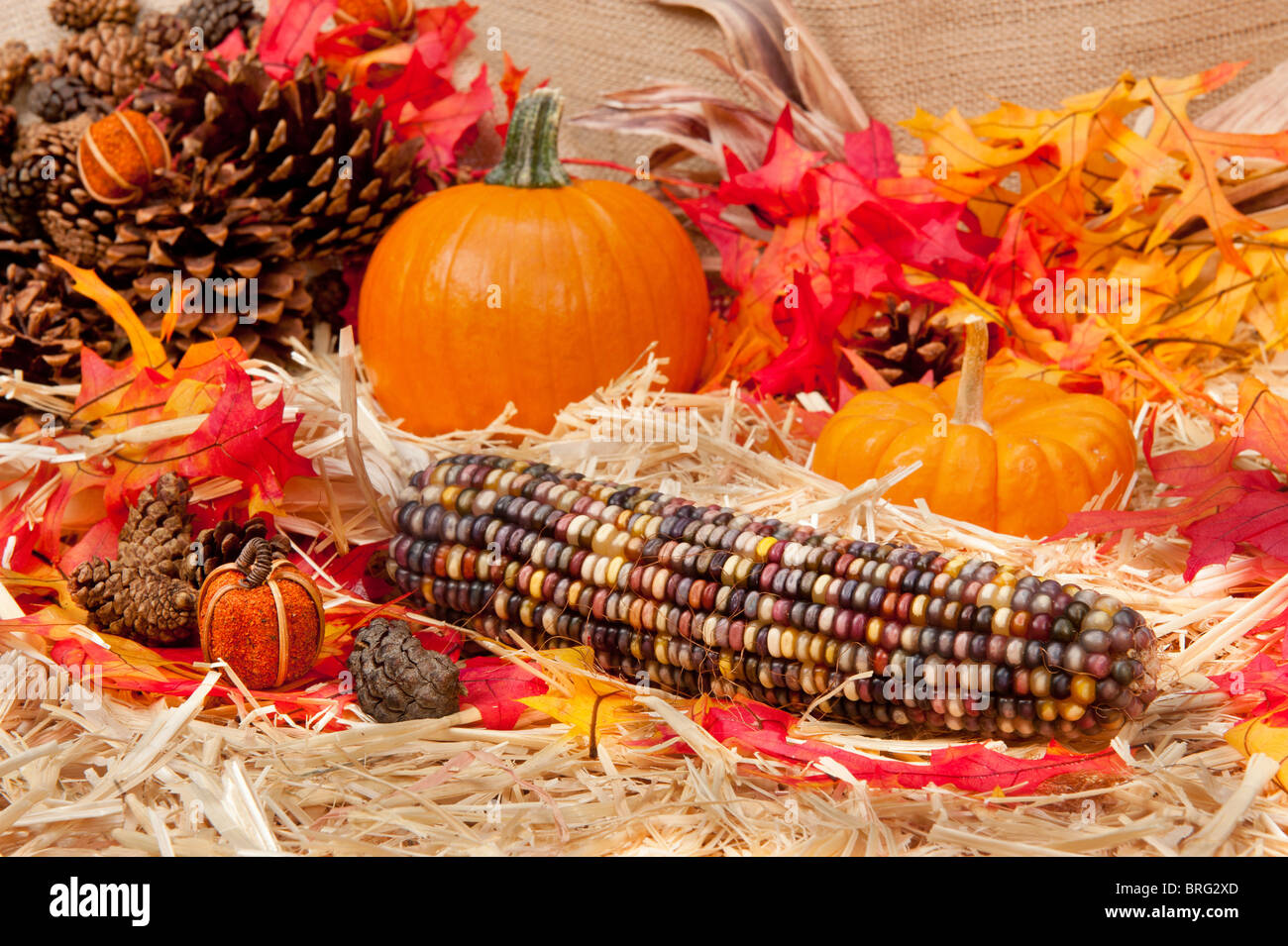 An Autumn holiday theme with pumpkins, corn, pine cones and autumn leaves on a hay base with focus on the corn cob. Stock Photo