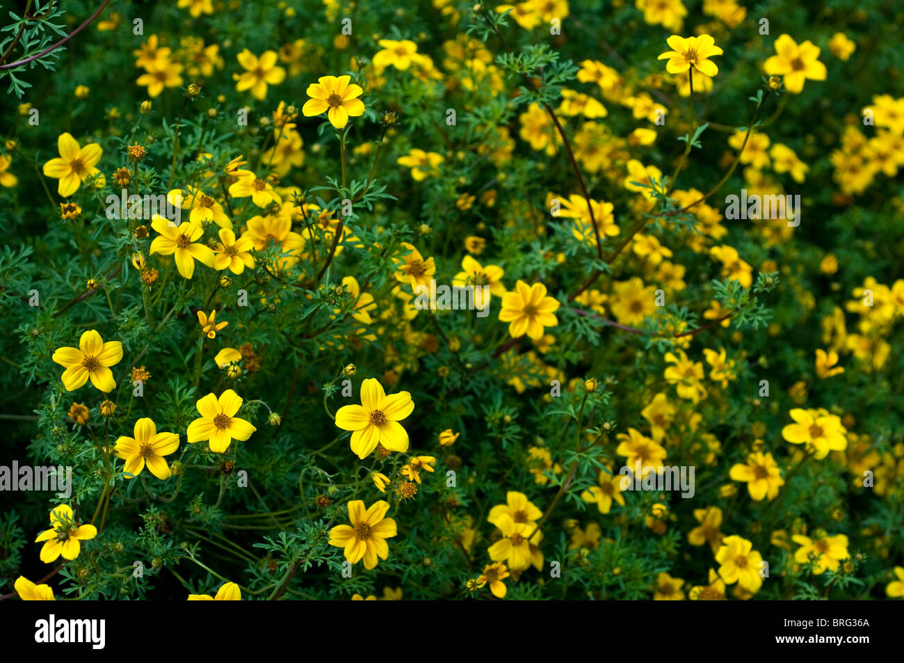 Bidens ferulifolia ‘golden eye’ hires stock photography and images Alamy