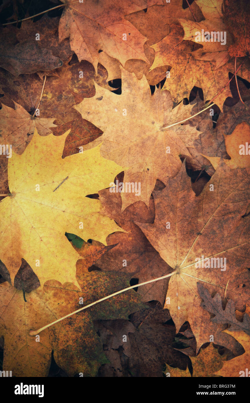 autumn leaves on the ground Stock Photo - Alamy