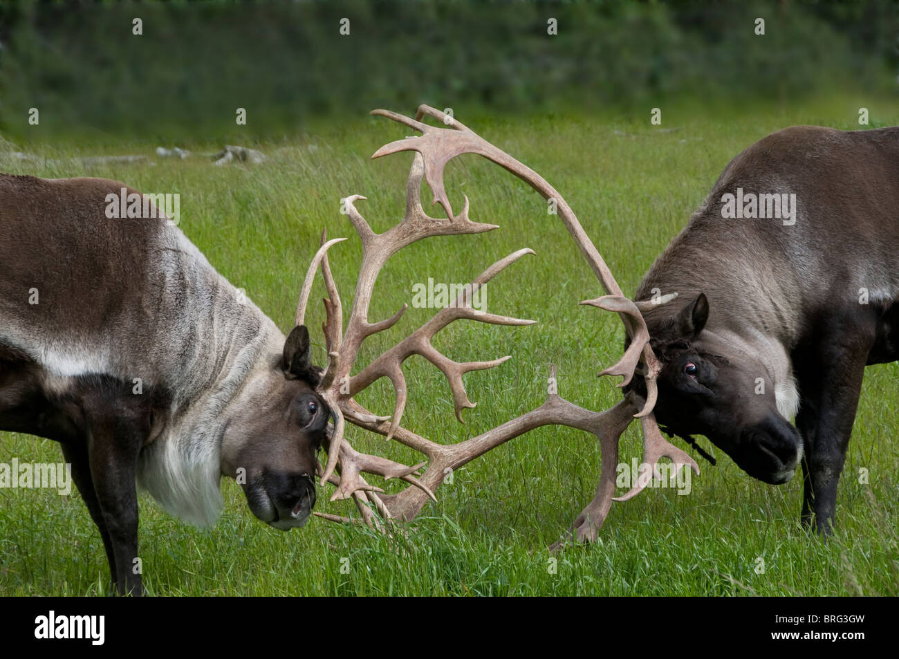 barren ground caribou-rangifer tarandus-fighting during rut-alaska-2008 Stock Photo