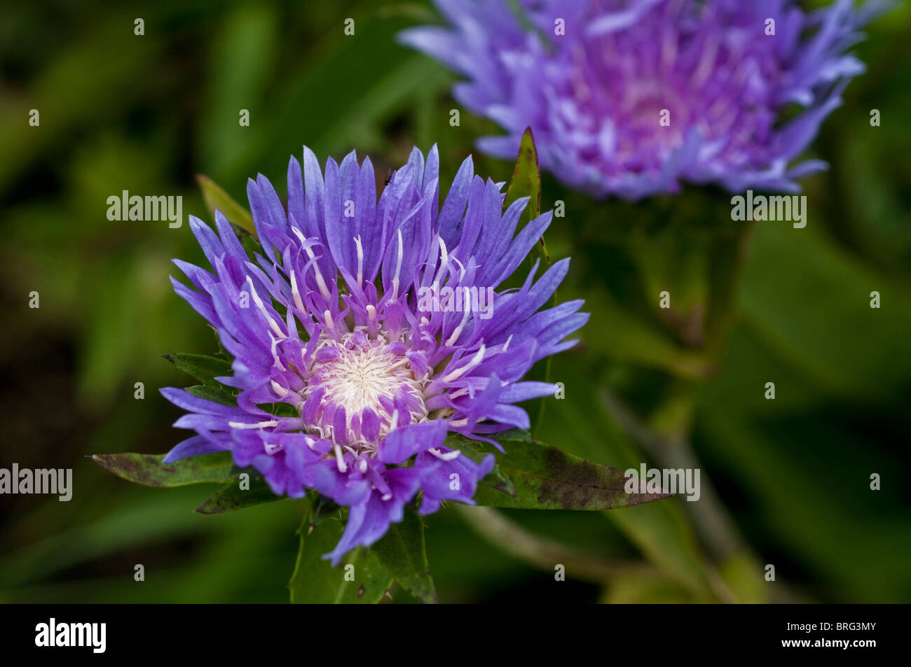 Stokesia laevis ‘klaus jelitto’ hires stock photography and images Alamy