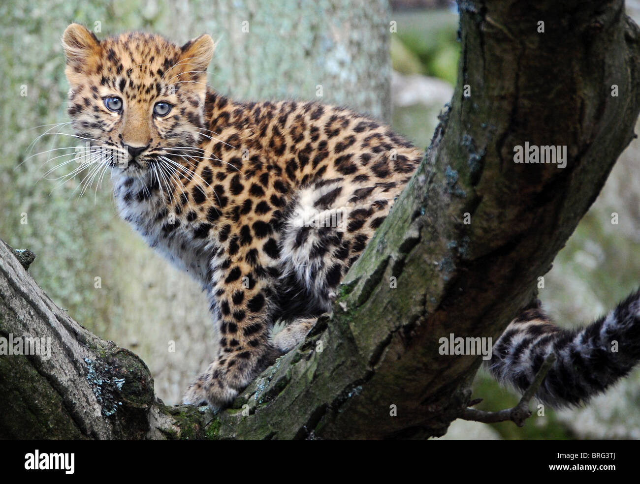 Female Amur leopard cub in a tree Stock Photo - Alamy