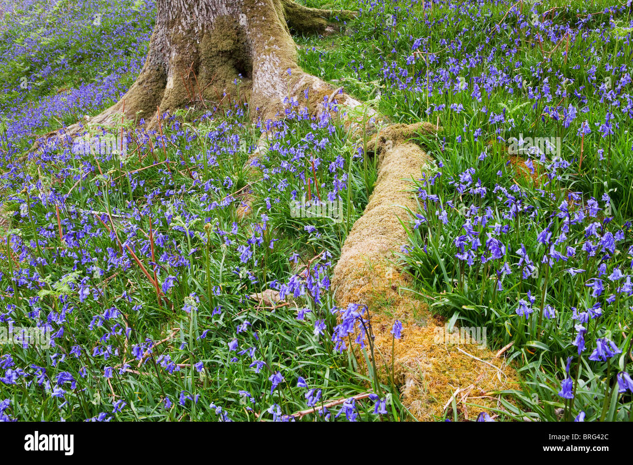 Rannerdale Bluebells, Lake District Stock Photo