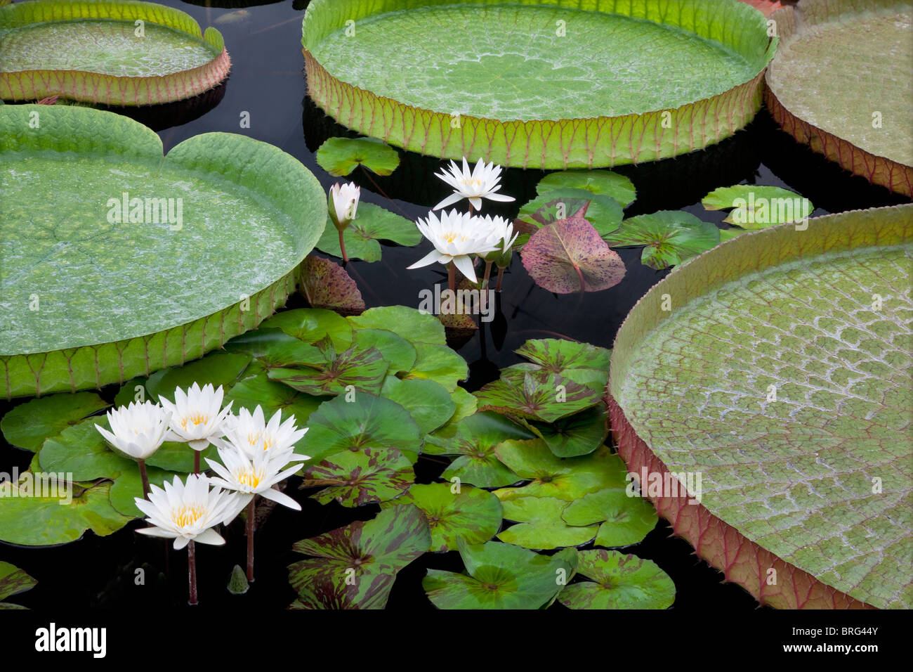 White tropical water lilies and large Amazon Lily leaves. Hughes Water Gardens, Oregon Stock Photo