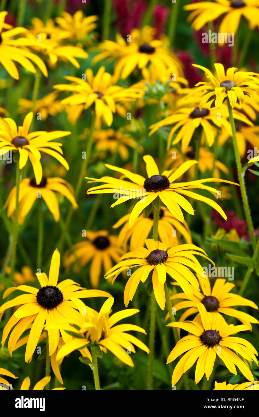 Rudbeckia fulgida hi-res stock photography and images - Alamy