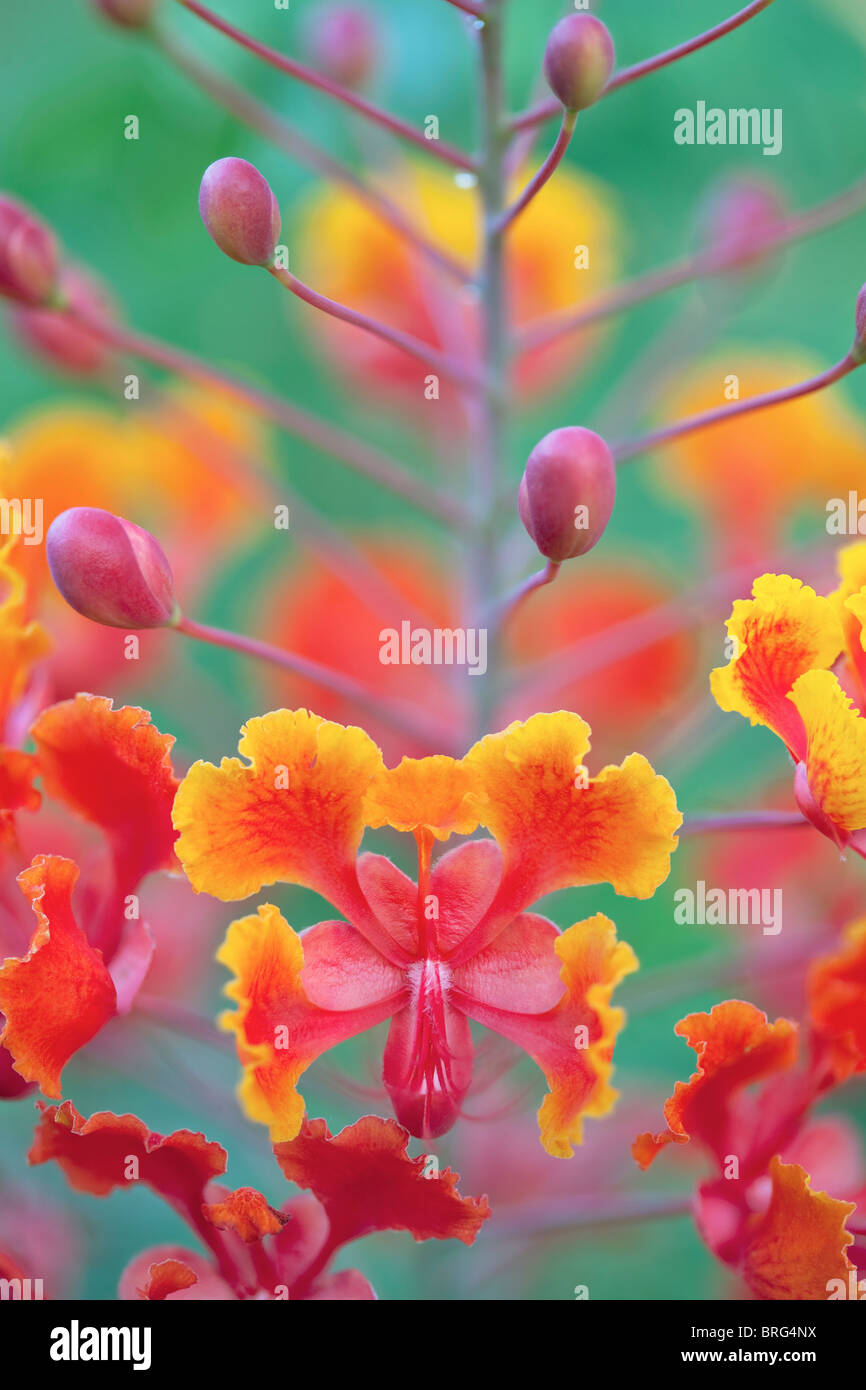 Close up of Dwarf Poinciana, Red Bird of Paradise, (Caesalpinia