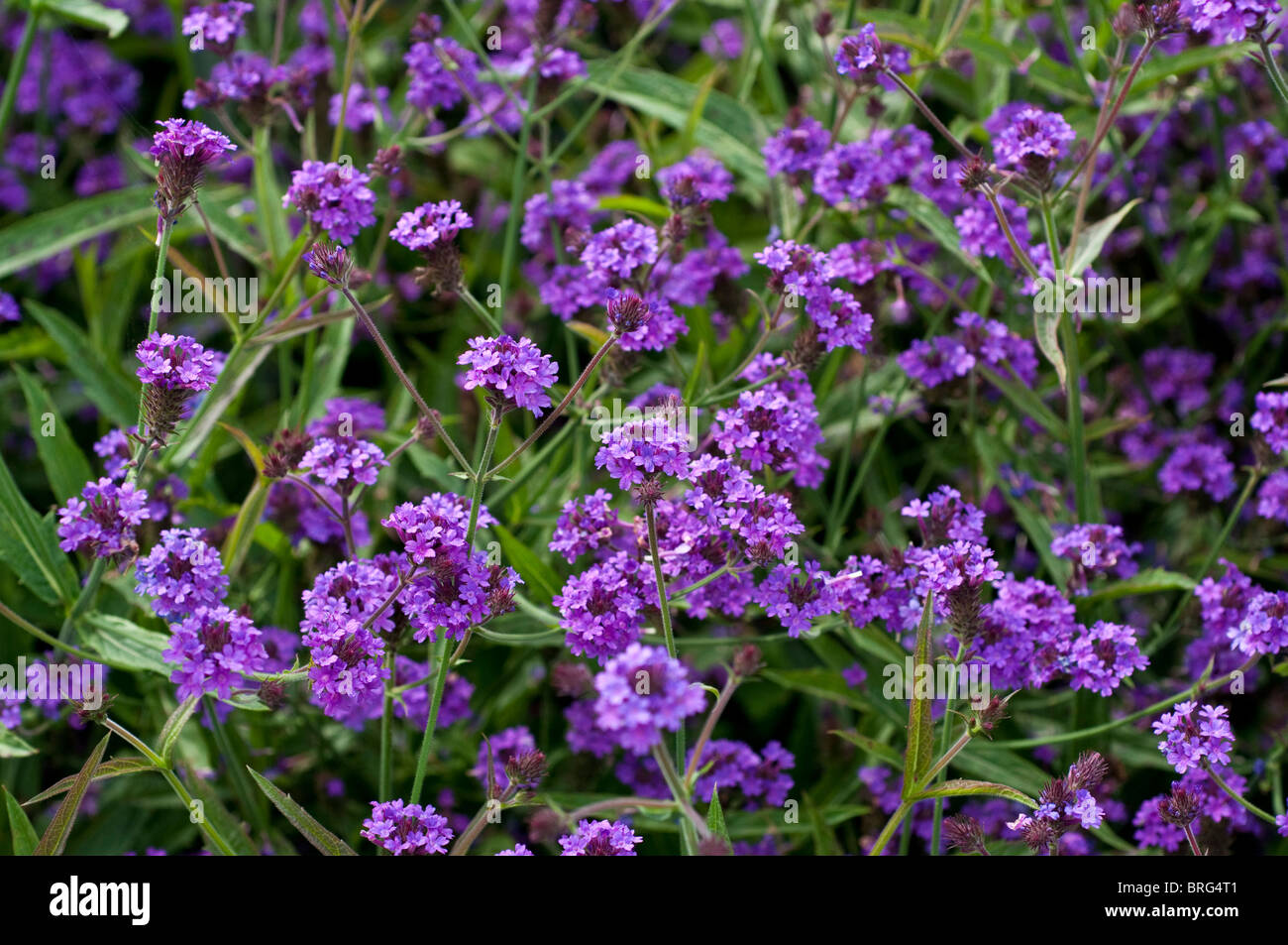 Verbena Rigida ubicaciondepersonas.cdmx.gob.mx