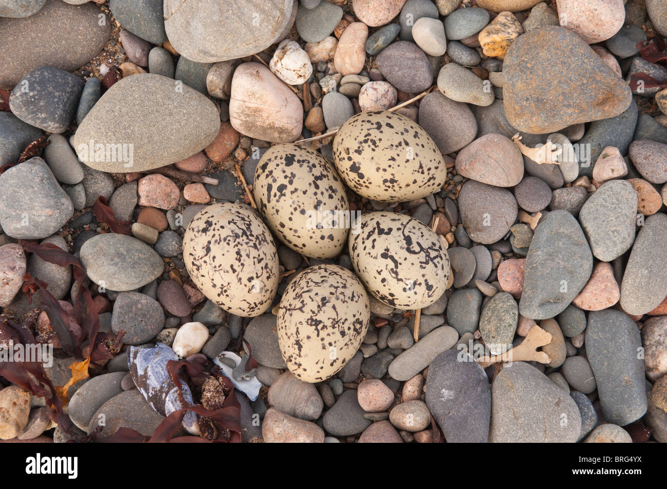 The nest of an Oystercatcher ( Haematopus ostralegus ) on a Uk beach with an unusually large clutch of 5 eggs Stock Photo