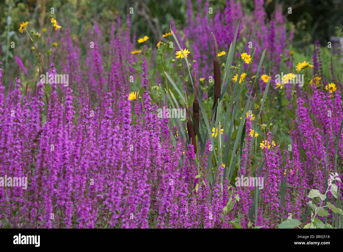 Flowers and bees, scenes from an English Summer Stock Photo