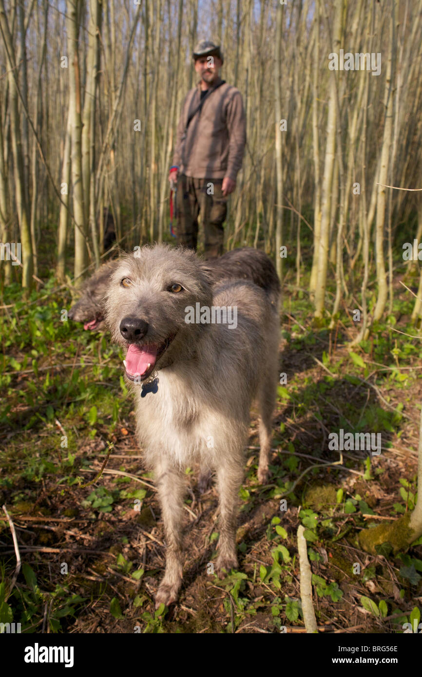 Working bedlington whippet 2025