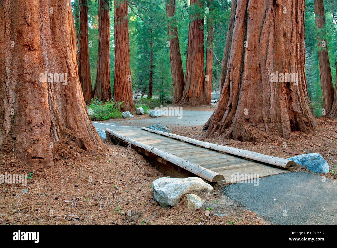 Small bridge with Giant Redwoods into Sequoia National Park, California Stock Photo