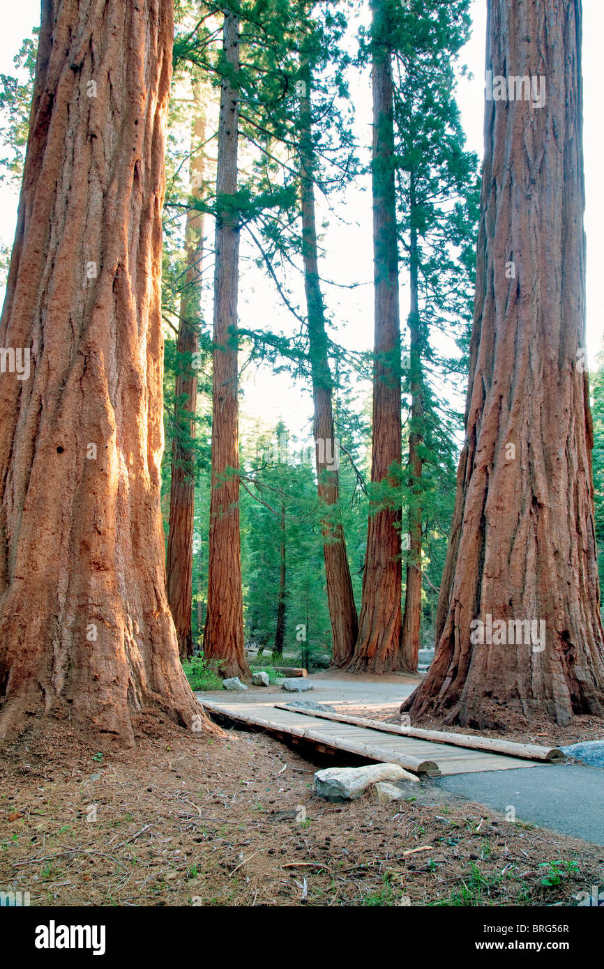 Small bridge with Giant Redwoods into Sequoia National Park, California Stock Photo