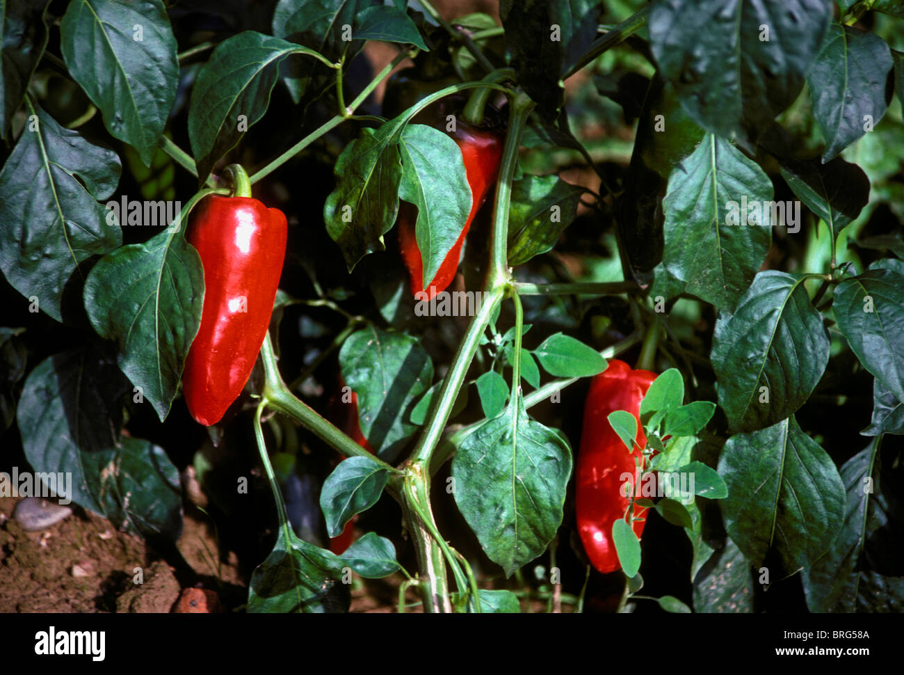 red peppers, red peppers, piments, piment d'Espelette, on the vine