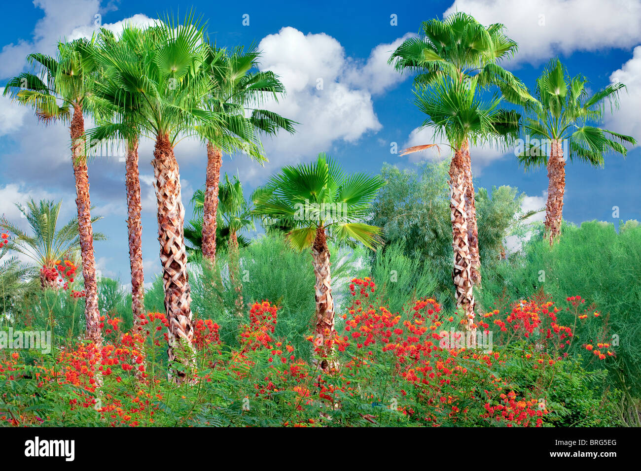 Palm tress and flowers of Dwarf Poinciana or Red Bird of Paradise, (Caesalpinia pulcherrima). California Stock Photo