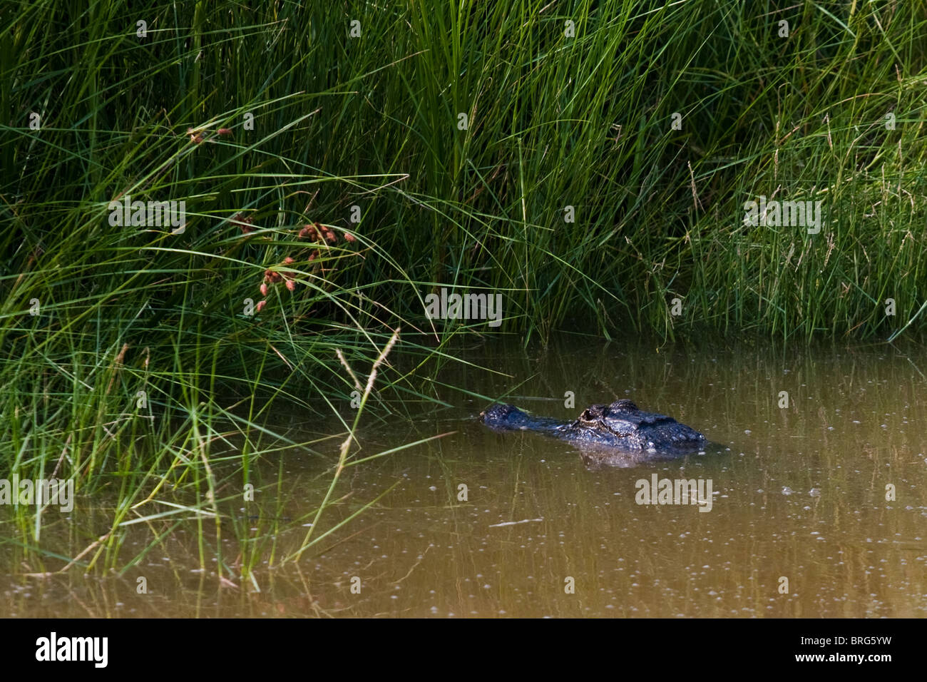 American alligator (Alligator mississippiensis) in a canal in Sabine