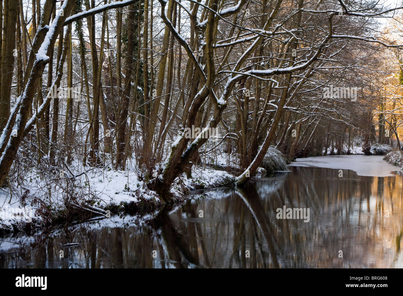 View of Cromford Canal in the Derbyshire Dales in the Peak District England UK with trees reflected in the water in cold winter Stock Photo