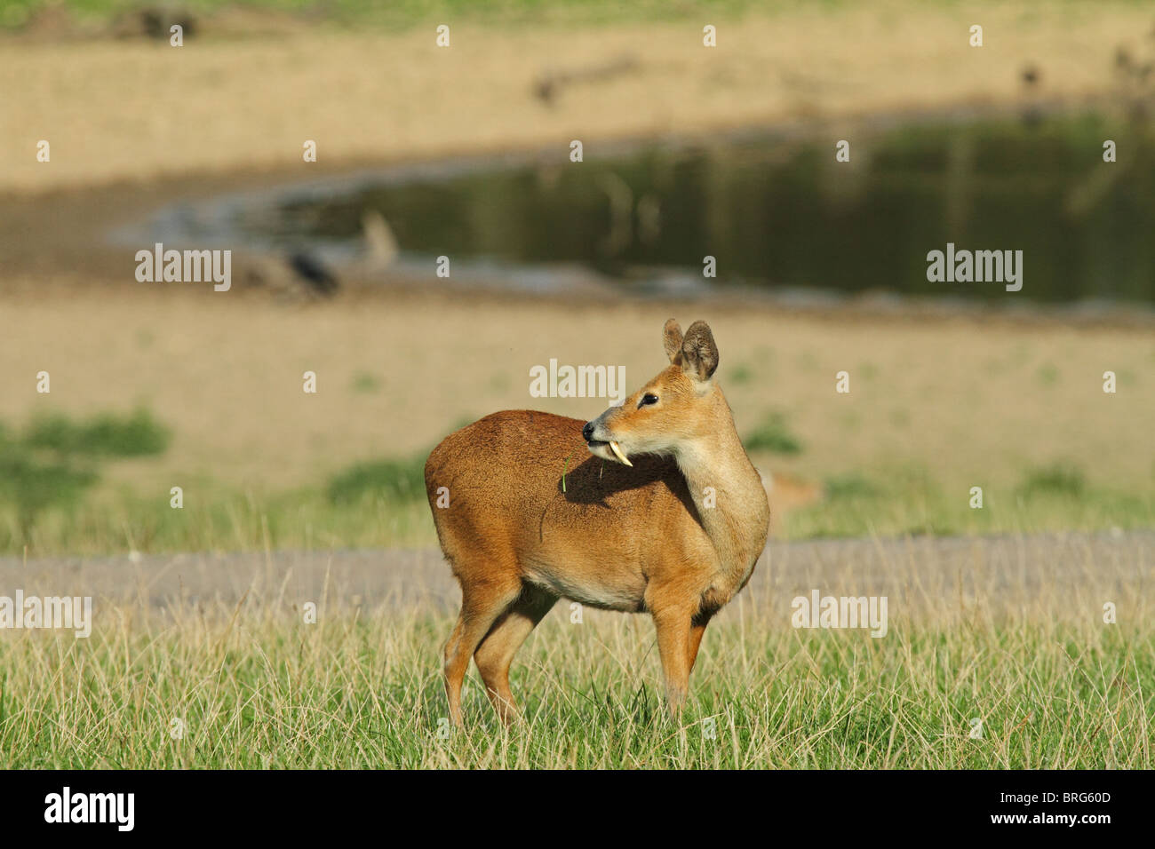 Chinese Water Deer (Hydropotes inermis) - showing tusks Stock Photo