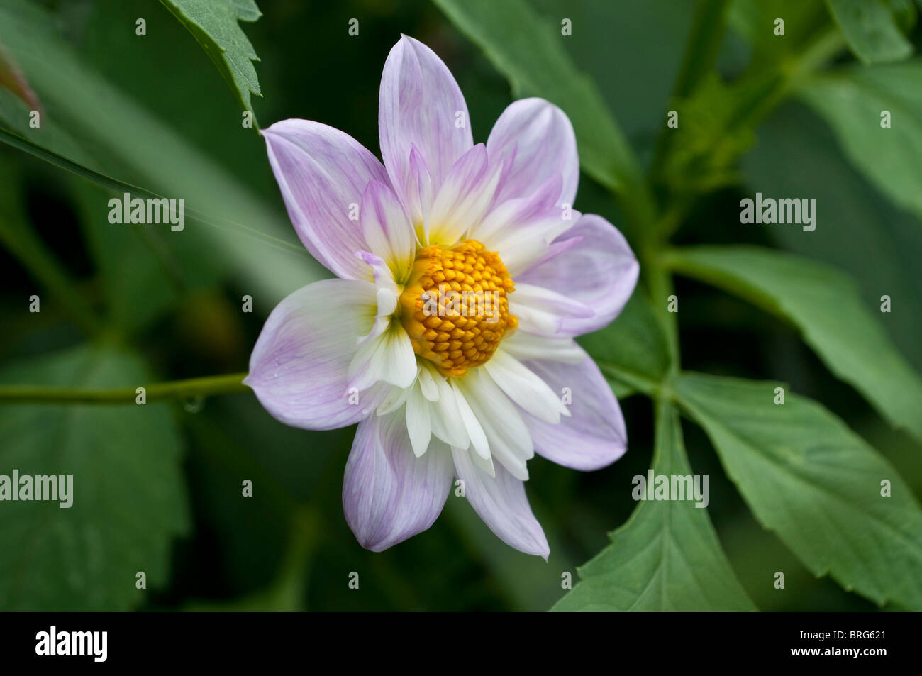 Dahlia flower teesbrooke audrey hi-res stock photography and images - Alamy