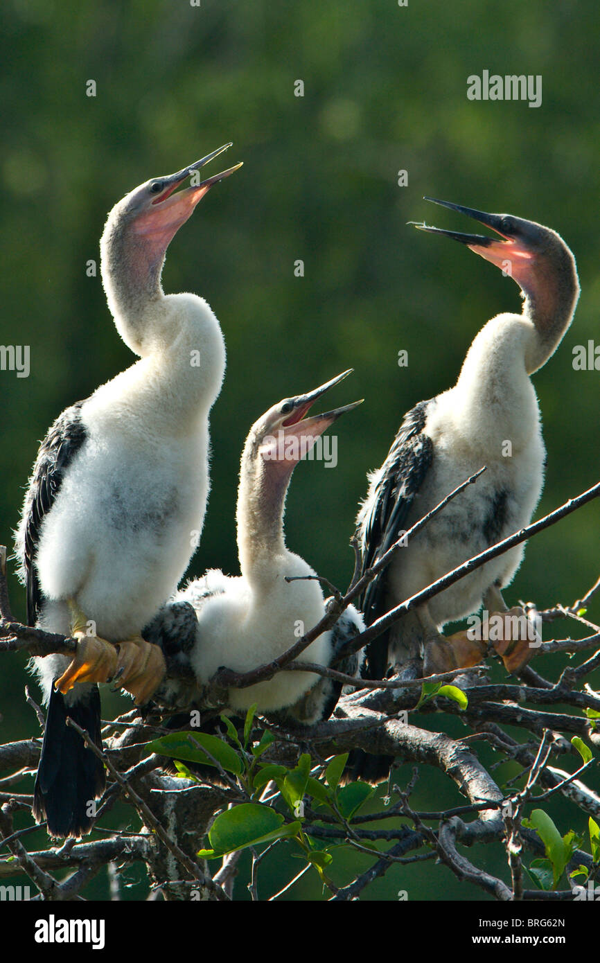 baby anhinga in nest-anhinga anhinga-wakodahatchee wetlands-florida-2008 Stock Photo