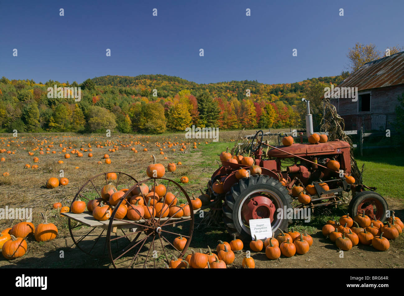 A Self Picking Pumpkin Patch And Field Surrounded By Fall Foliage In