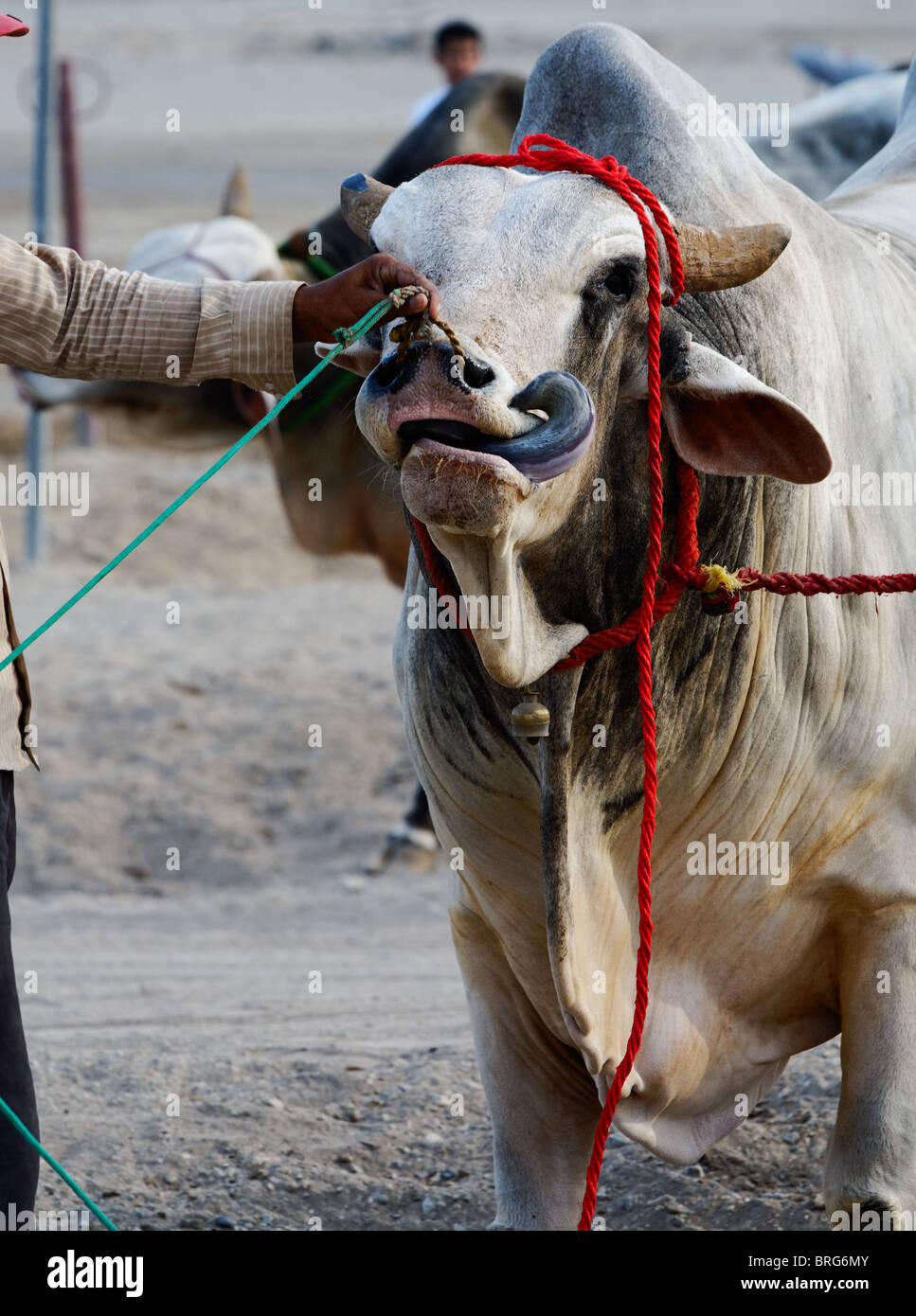 What Do You Feed A Bull Arab