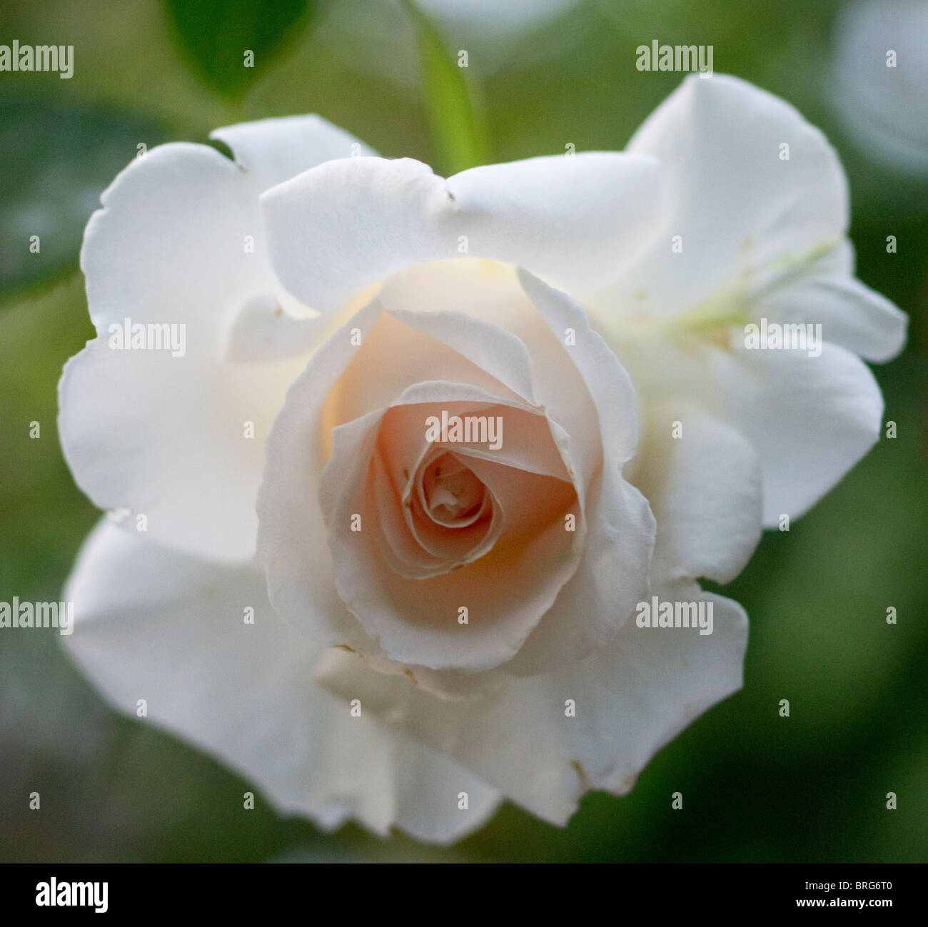 Rose odour hi-res stock photography and images - Alamy