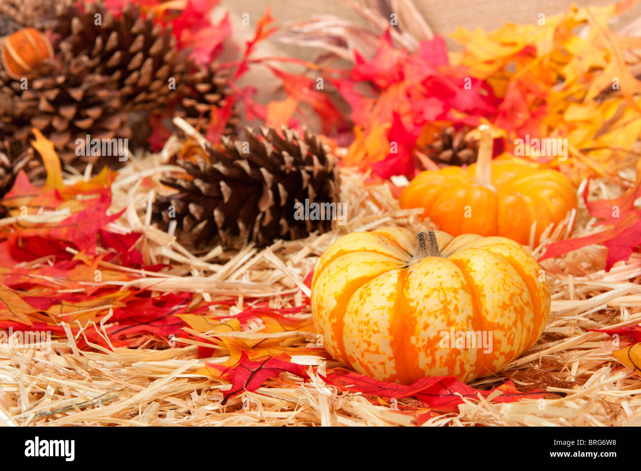 An Autumn holiday theme with pumpkins, corn, pine cones and autumn leaves on a hay base with focus on the pumpkin Stock Photo