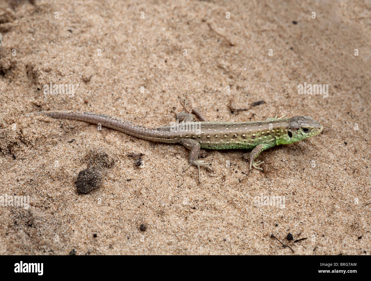 Juvenile Sand lizard Stock Photo