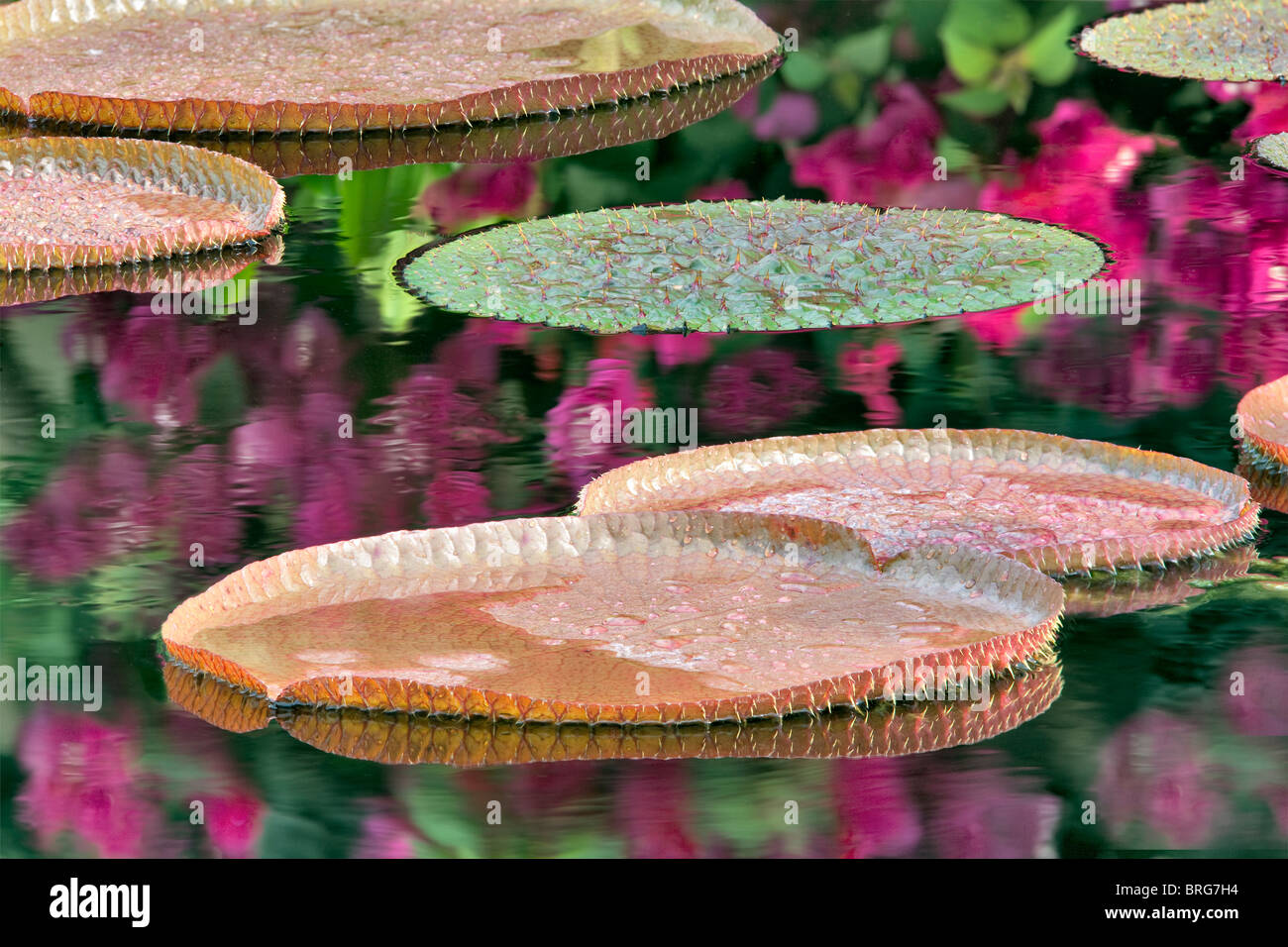 Tropical lily pads in pond with reflected bougainvillaea flowers. Hughes Water Gardens, Oregon Stock Photo