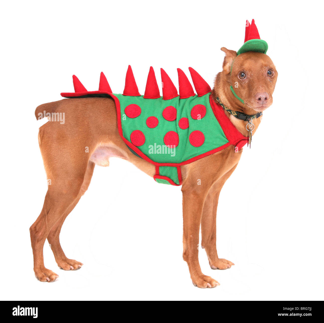 one reddish miniature doberman dressed in a dinosaur costume over white  Stock Photo - Alamy