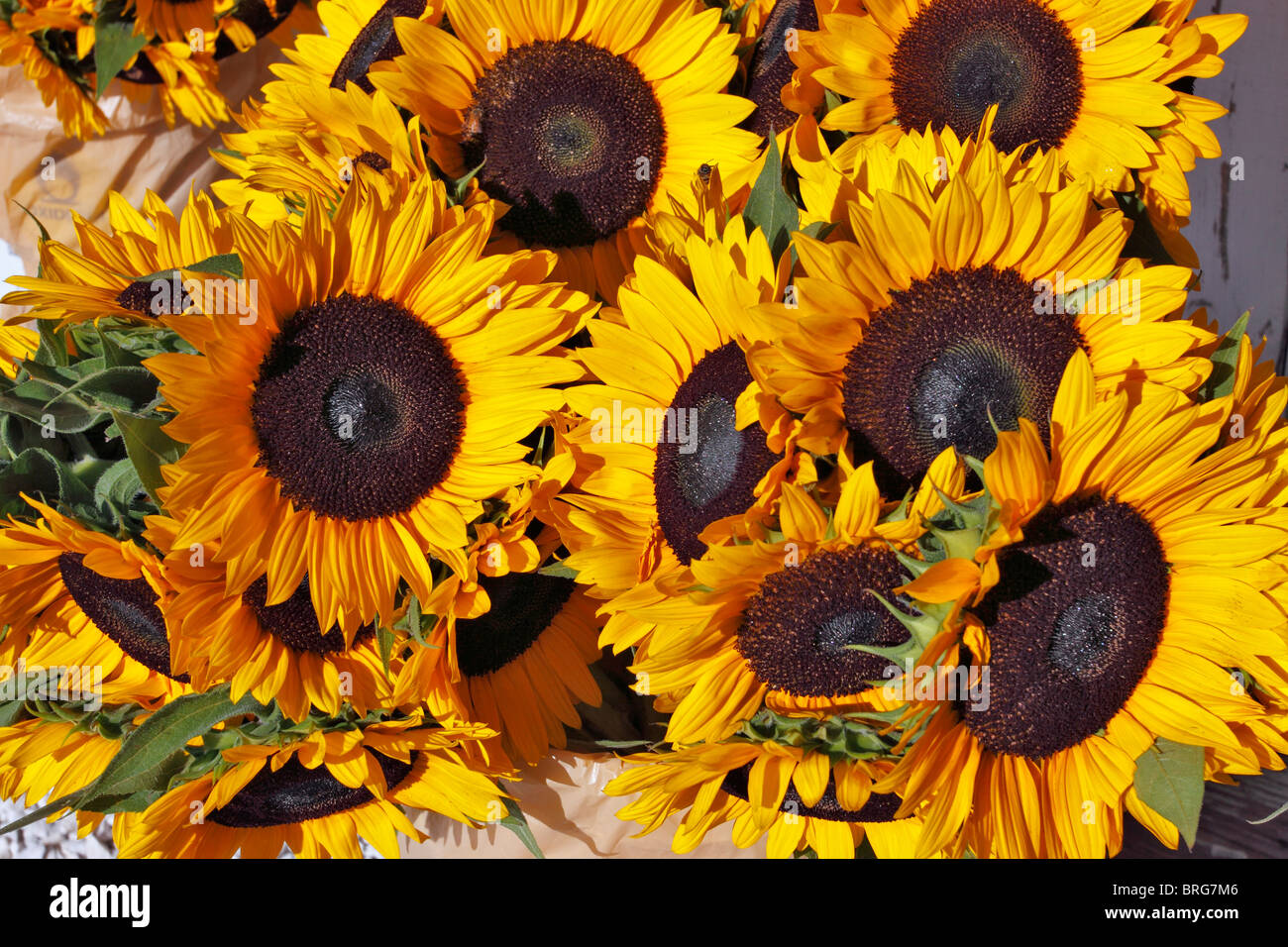 Sunflowers Long Island NY Stock Photo Alamy