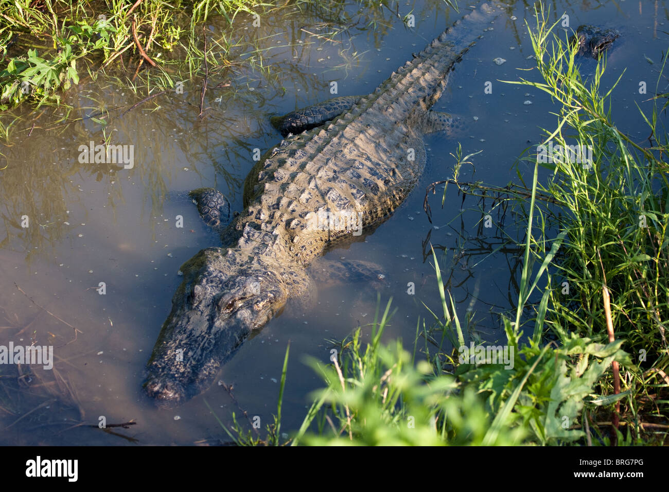 American alligators (Alligator mississippiensis) in a canal in Sabine