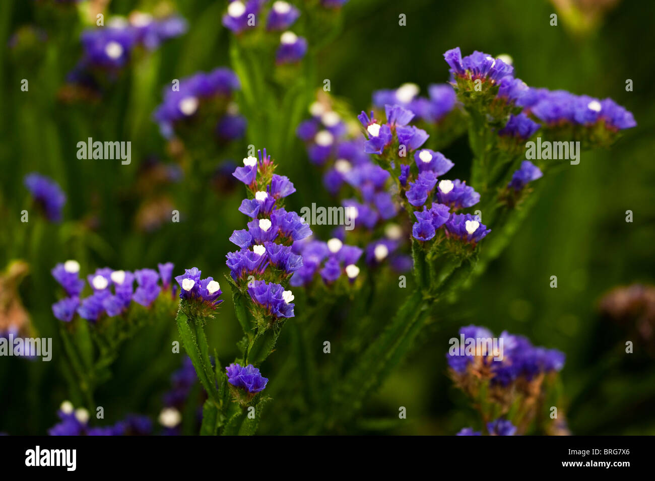 Statice, Limonium sinuatum 'Dark Blue', in flower Stock Photo