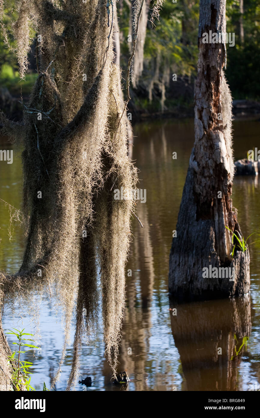 Spanish moss, Tillandsia usneoides, growing on bald cypress trees in swamp bogs in Louisiana